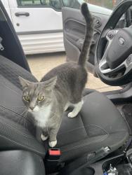 Lost Male Cat last seen St Raleigh St, Angier NC. Past McDonalds, Angier, NC 27501
