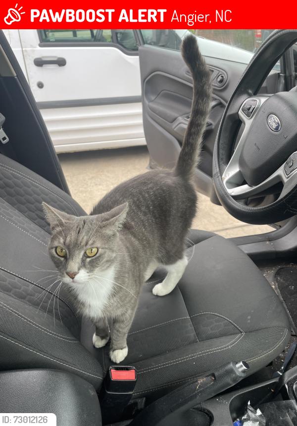 Lost Male Cat last seen St Raleigh St, Angier NC. Past McDonalds, Angier, NC 27501