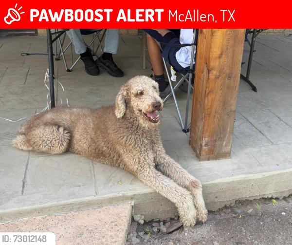 Lost Male Dog last seen N Taylor Rd and 6 Mile, McAllen, TX 78504