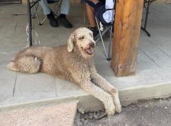 Lost Male Dog last seen N Taylor Rd and 6 Mile, McAllen, TX 78504