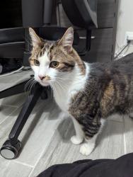 Reunited Unknown Cat last seen 95th st and mission, Overland Park, KS 66207