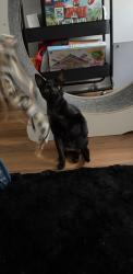 Found/Stray Male Cat last seen melrose dr and oceanside blvd , Oceanside, CA 92056