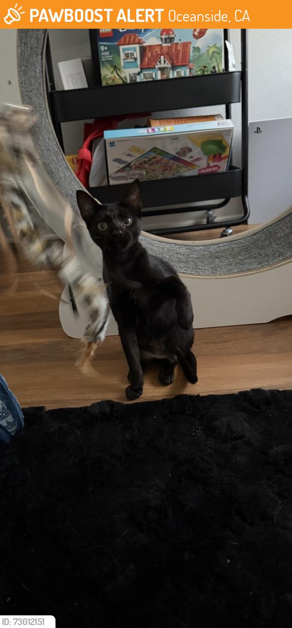 Found/Stray Male Cat last seen melrose dr and oceanside blvd , Oceanside, CA 92056