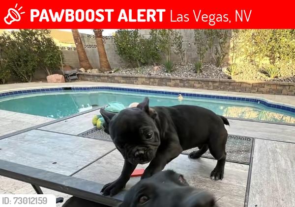 Lost Male Dog last seen Lake Mead and Beesley, Las Vegas, NV 89156