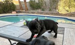 Lost Male Dog last seen Lake Mead and Beesley, Las Vegas, NV 89156