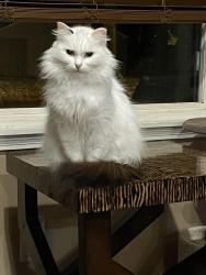 Reunited Female Cat last seen Graf Dr. and Rainbow Ln., Cincinnati, OH 45230