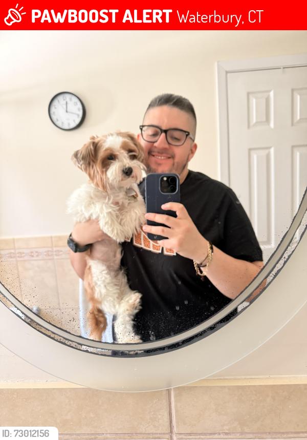 Lost Male Dog last seen Near newtown terrace Waterbury , Waterbury, CT 06708