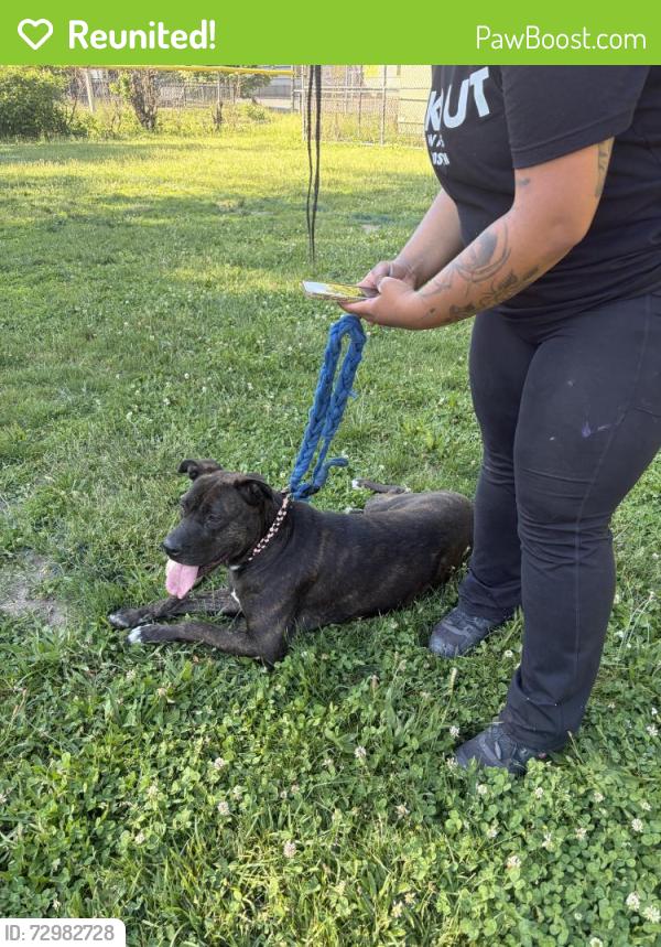 Reunited Unknown Dog last seen Bynoe Park on Dubois and Adams, Boston, MA 02119