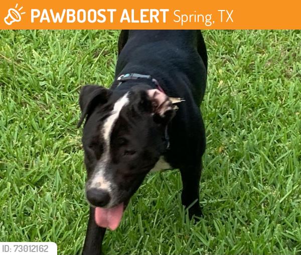 Found/Stray Female Dog last seen Treaschwig/Jay Dr, Spring, TX 77373