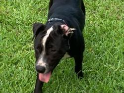 Found/Stray Female Dog last seen Treaschwig/Jay Dr, Spring, TX 77373