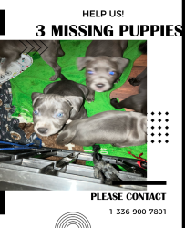 Lost Female Dog last seen Linwood Southmont road , Linwood, NC 27299