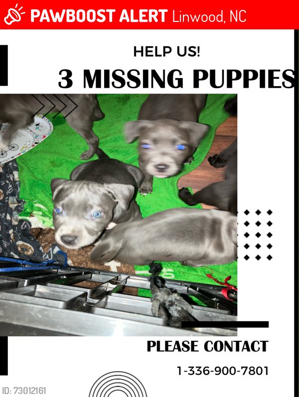 Lost Female Dog last seen Linwood Southmont road , Linwood, NC 27299