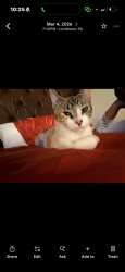 Lost Female Cat last seen Bath rd , Bristol, PA 19007