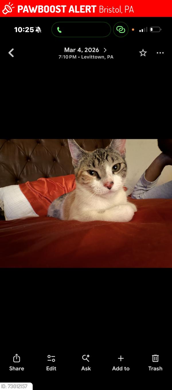 Lost Female Cat last seen Bath rd , Bristol, PA 19007