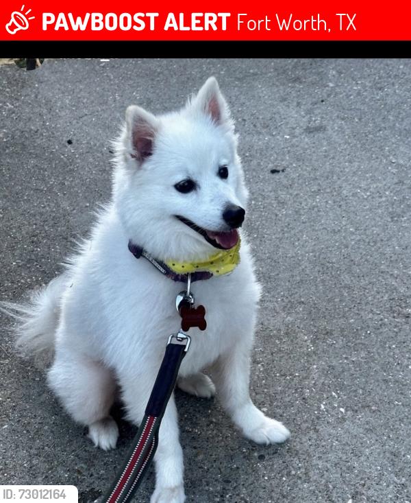 Lost Male Dog last seen Near park Ct Fort Worth , Fort Worth, TX 76131