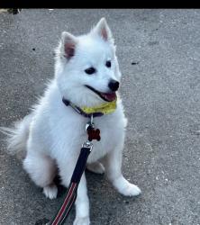 Lost Male Dog last seen Near park Ct Fort Worth , Fort Worth, TX 76131
