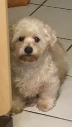 Reunited Male Dog last seen Santa Fe Ave And Willow St, Long Beach, CA 90810