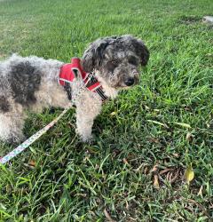 Found/Stray Unknown Dog last seen Vidalia and Northam , South San Jose Hills, CA 91744