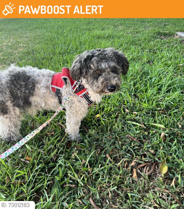 Found/Stray Unknown Dog last seen Vidalia and Northam , South San Jose Hills, CA 91744