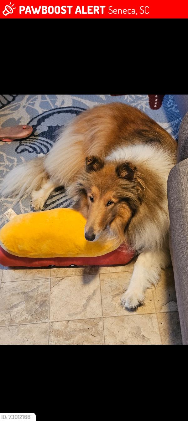 Lost Female Dog last seen Fringe Branch rd seneca, Seneca, SC 29672