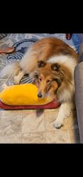Lost Female Dog last seen Fringe Branch rd seneca, Seneca, SC 29672