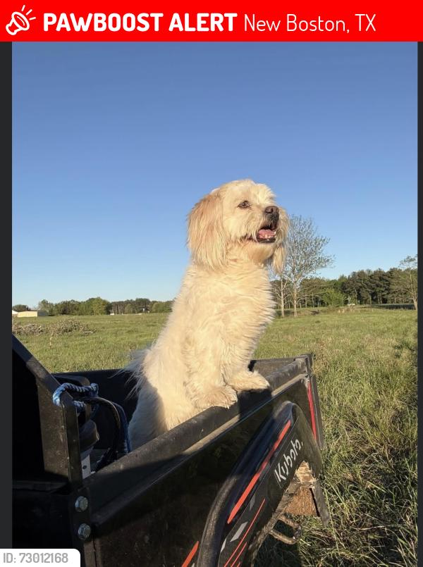 Lost Male Dog last seen I30 high way , New Boston, TX 75570