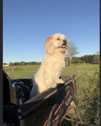 Lost Male Dog last seen I30 high way, New Boston, TX 75570