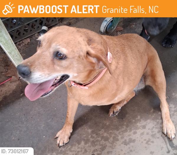 Found/Stray Female Dog last seen Wyke rd/ dudley shoals rd, Granite Falls, NC 28630
