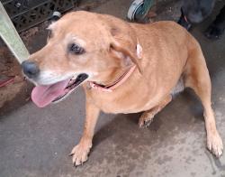 Found/Stray Female Dog last seen Wyke rd/ dudley shoals rd, Granite Falls, NC 28630