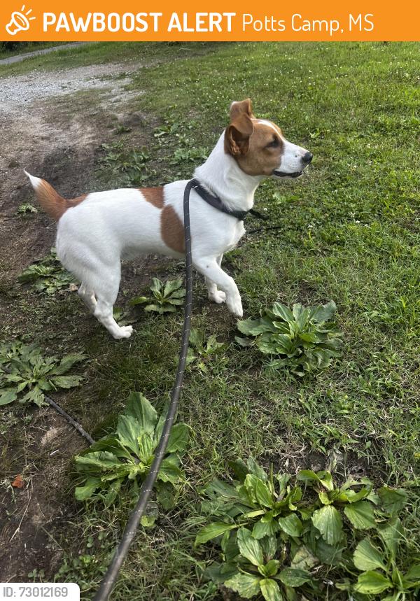 Found/Stray Male Dog last seen Lake center, Potts Camp, MS 38659