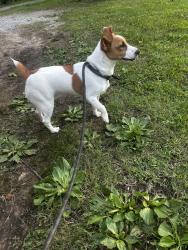 Found/Stray Male Dog last seen Lake center, Potts Camp, MS 38659