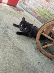 Found/Stray Male Cat last seen Outside my home, he keeps returning as I am putting food out., Chesterfield County, VA 23832