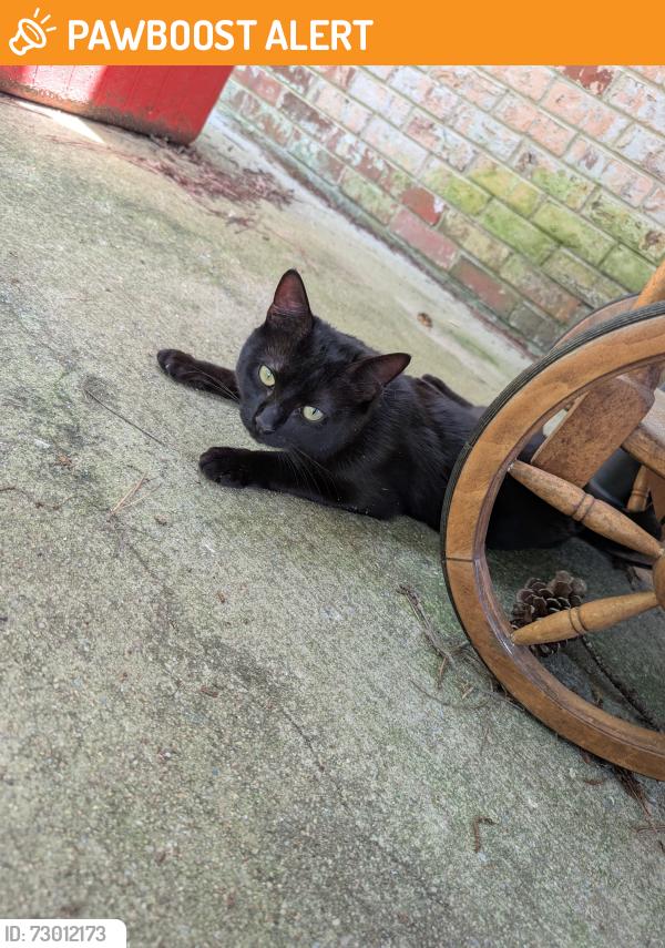 Found/Stray Male Cat last seen Outside my home, he keeps returning as I am putting food out., Chesterfield County, VA 23832