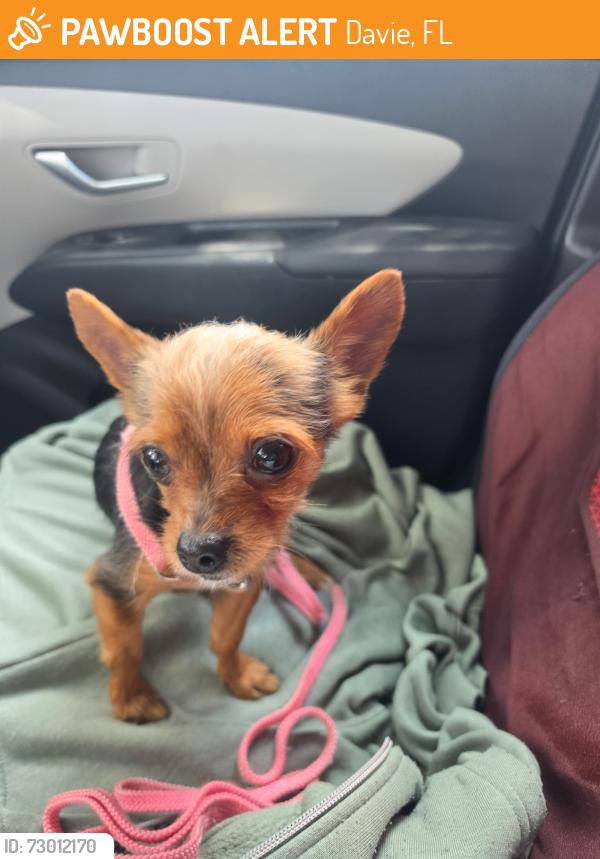 Found/Stray Male Dog last seen S flamingo road and SW 49th street, Southwest Ranches, FL 33028