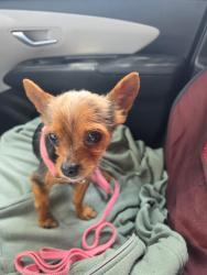 Found/Stray Male Dog last seen S flamingo road and SW 49th street, Southwest Ranches, FL 33028