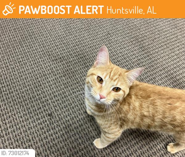 Found/Stray Male Cat last seen Putman Drive & Executive Drive, Huntsville, AL 35816