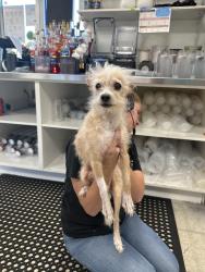 Reunited Male Dog last seen The Human Bean , Henderson, NV 89015