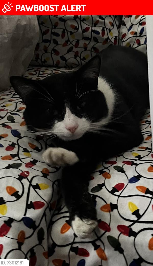 Lost Male Cat last seen Greenwood Ave , Hamilton Township, NJ 08629