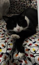 Lost Male Cat last seen Greenwood Ave , Hamilton Township, NJ 08629