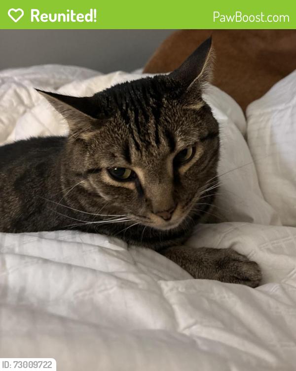 Reunited Male Cat last seen Brightwater lane 23233, Henrico County, VA 23233