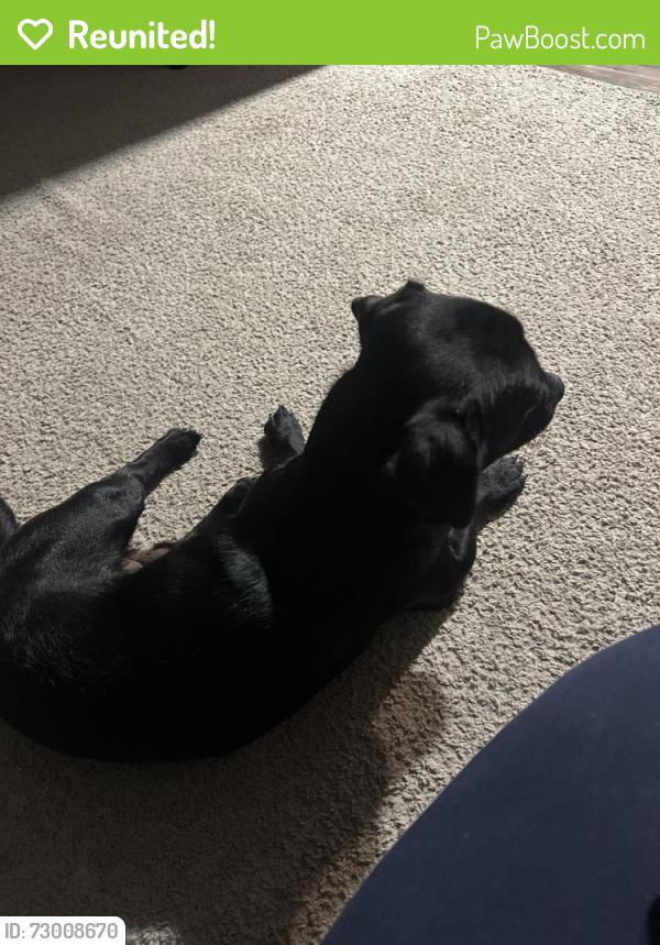 Reunited Male Dog last seen Perch Dr & Large Mouth Dr, Kaufman County, TX 75126