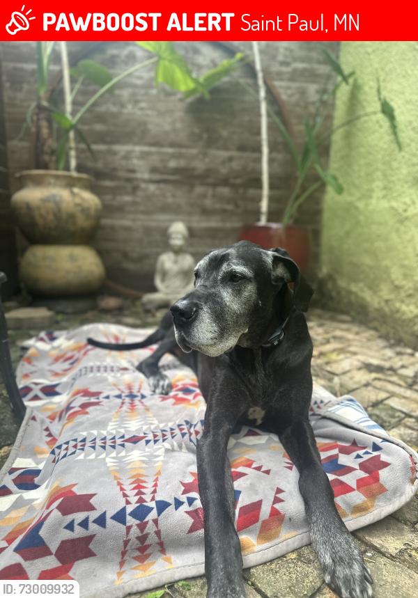 Lost Male Dog last seen Igelhart Ave , Saint Paul, MN 55104