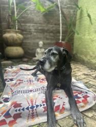 Lost Male Dog last seen Igelhart Ave , Saint Paul, MN 55104