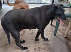Found/Stray Male Dog last seen Wyke rd/ dudley shoals rd, Granite Falls, NC 28630