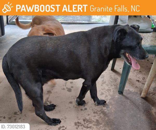 Found/Stray Male Dog last seen Wyke rd/ dudley shoals rd, Granite Falls, NC 28630