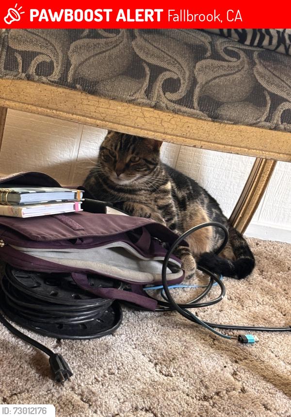 Lost Female Cat last seen Halls Nursery on Daily rd, Fallbrook, CA 92028