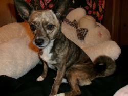Lost Female Dog last seen Mckean rd  San Jose Ca, San Jose, CA 95120