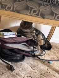 Lost Female Cat last seen Halls Nursery on Daily rd, Fallbrook, CA 92028