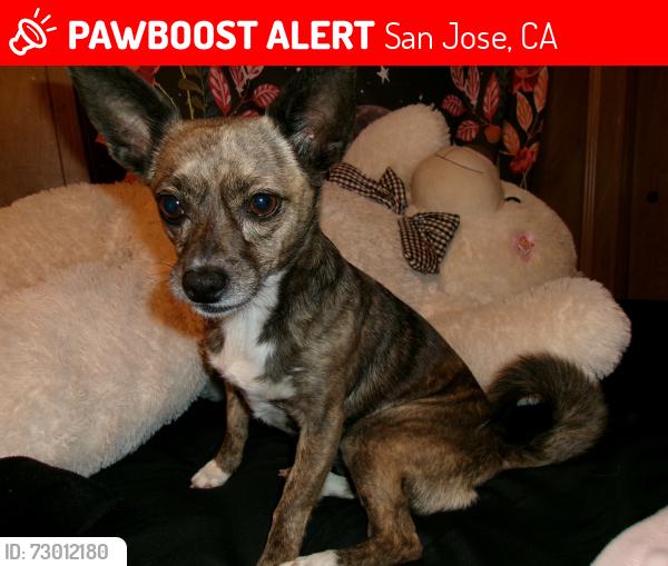 Lost Female Dog last seen Mckean rd  San Jose Ca, San Jose, CA 95120