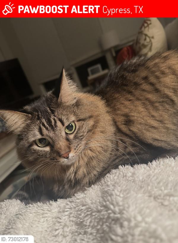 Lost Female Cat last seen Off of longwood trace and telge, Cypress, TX 77429